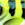 0001_Spro_Fat_Iris_50_CR_[Hot_Perch].jpg